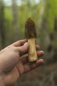Edible and delicious mushroom  commonly known as early morel or wrinkled thimble-cap