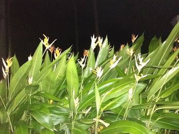 Close-up of fresh green plants