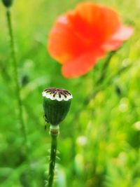 Close-up of poppy on plant