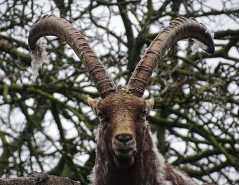 Low angle view of giraffe on tree