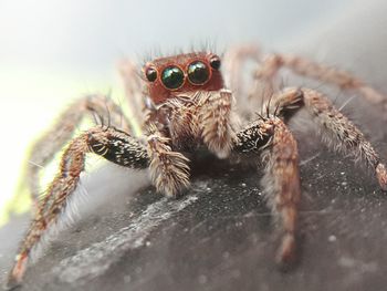 Close-up of spider