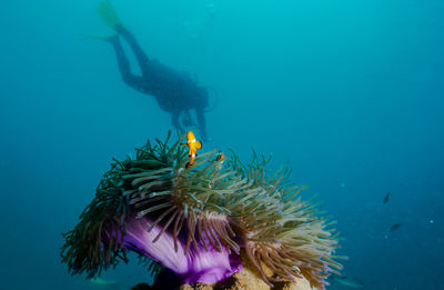 Diver and coral  in sea