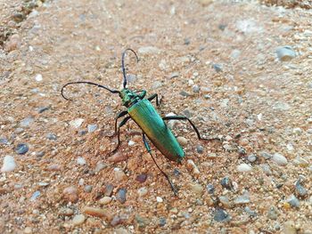 Close-up of insect on rock