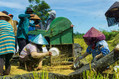 Harvest failure indonesian rice farmers are harvesting together happily