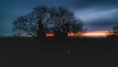 Silhouette of bare trees at sunset