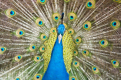 Close-up of peacock