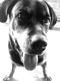 Close-up portrait of dog