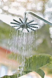 Close-up of wet plant