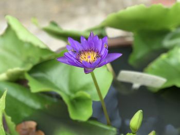 Close-up of purple lotus water lily in pond