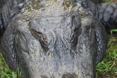 Close-up of a alligator reptile
