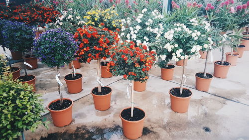 Potted plants in greenhouse