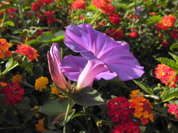 Close-up of pink flowers