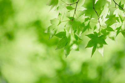 Close-up of leaves on plant