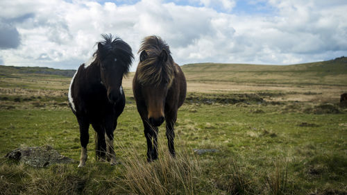 Horses on field against sky