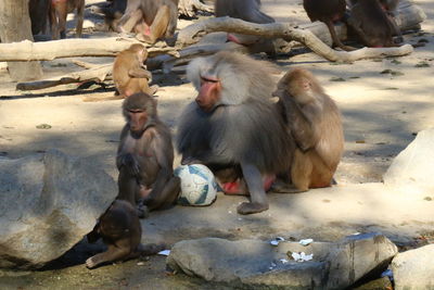 View of monkey sitting