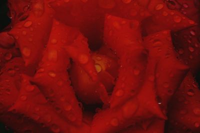 Full frame shot of wet red rose