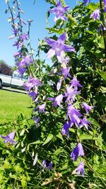 Purple flowers blooming on tree