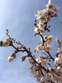 Low angle view of cherry blossom tree