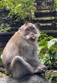 Close-up of monkey