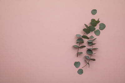 Directly above shot of pills on pink background