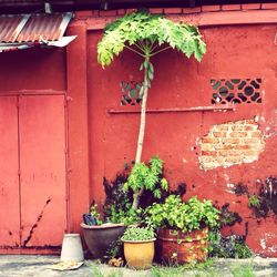 Ivy growing on wall