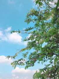 Low angle view of tree against sky