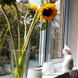 Close-up of cat by plants against window