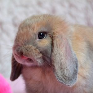 Close-up of rabbit