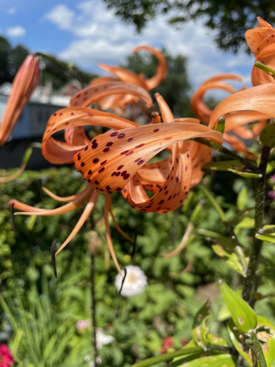 plant, flower, nature, tree, branch, growth, beauty in nature, no people, focus on foreground, close-up, leaf, outdoors, day, plant part, flowering plant, shrub, orange color, green, food