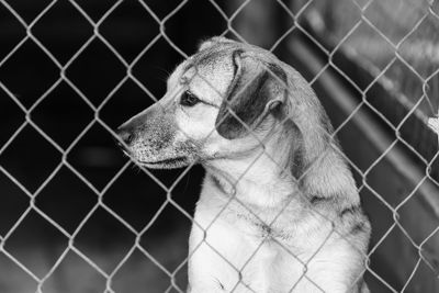 Close-up of a dog looking away