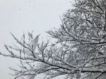 Close-up of bare tree against sky