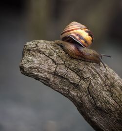 Close-up of snail against sky