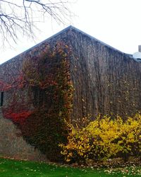 Plants growing in front of building