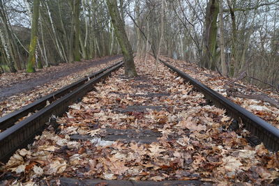 Railroad track amidst trees during autumn