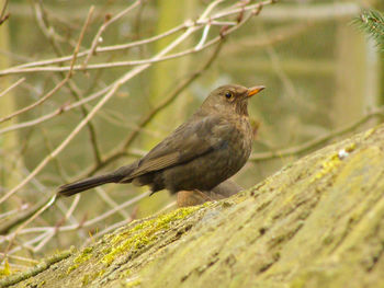 Close-up of bird perching on leaf