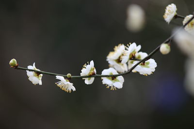Close-up of white flowers on branch