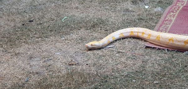 High angle view of lizard on land