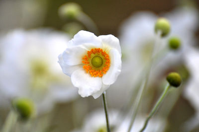 Close-up of white daisy flower