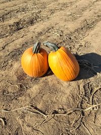 High angle view of pumpkins on field