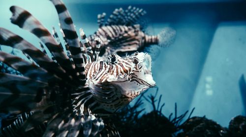 Close-up of turtle in sea