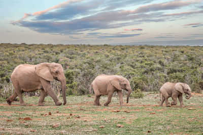 Elephants walking on field