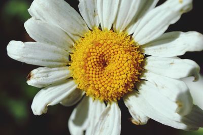 Close-up of white daisy flower