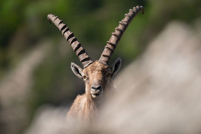 Portrait of deer