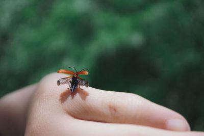 Close-up of hand holding an orange beetle ready to fly