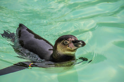 High angle view of duck swimming in lake