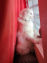 Close-up of cat watching outside thru a window 