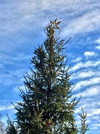 Low angle view of tree against sky