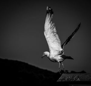 Close-up of seagull flying