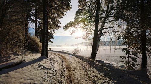 Snow covered pathway amidst trees on field