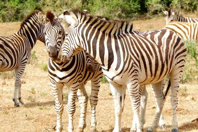 Zebras standing on field